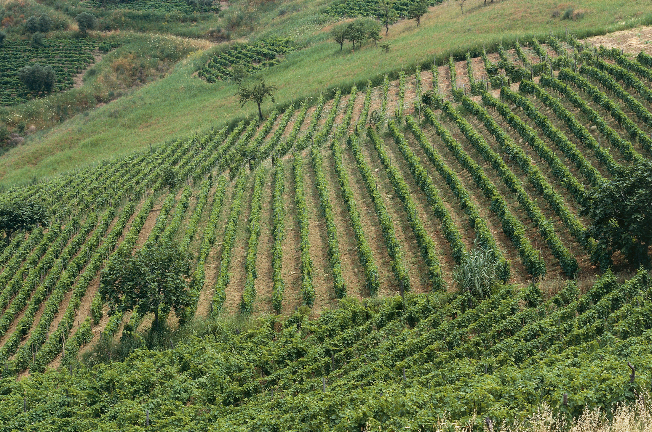 Winemakers in Calabria are worrying about squeezed profits. Source: De Agostini Editorial/Getty Images