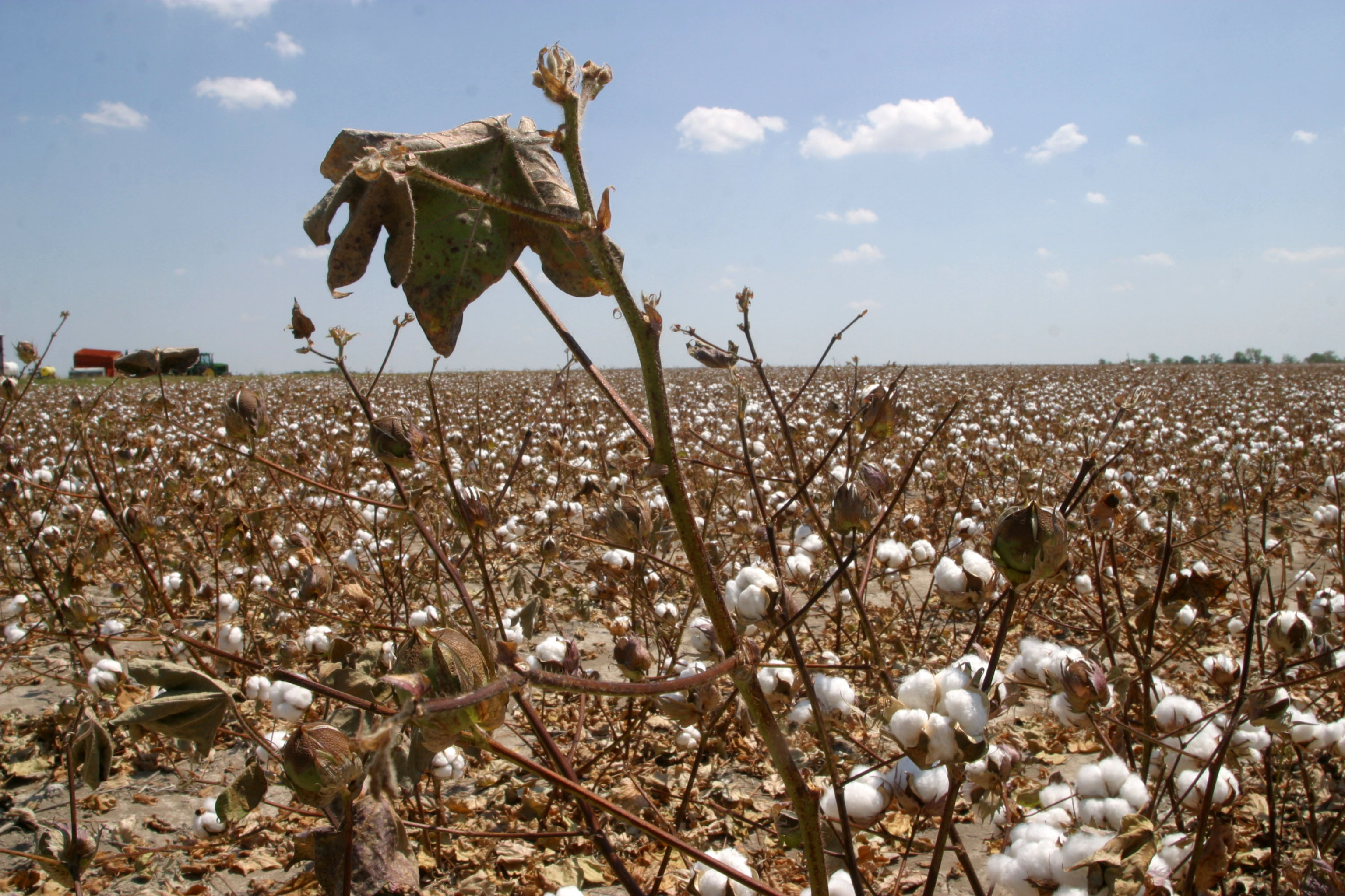 A field of cotton is parched by the sun in Lamar County near Paris, in northeast Texas as the temperature hit 104 degrees on August 16, 2006.&nbsp;