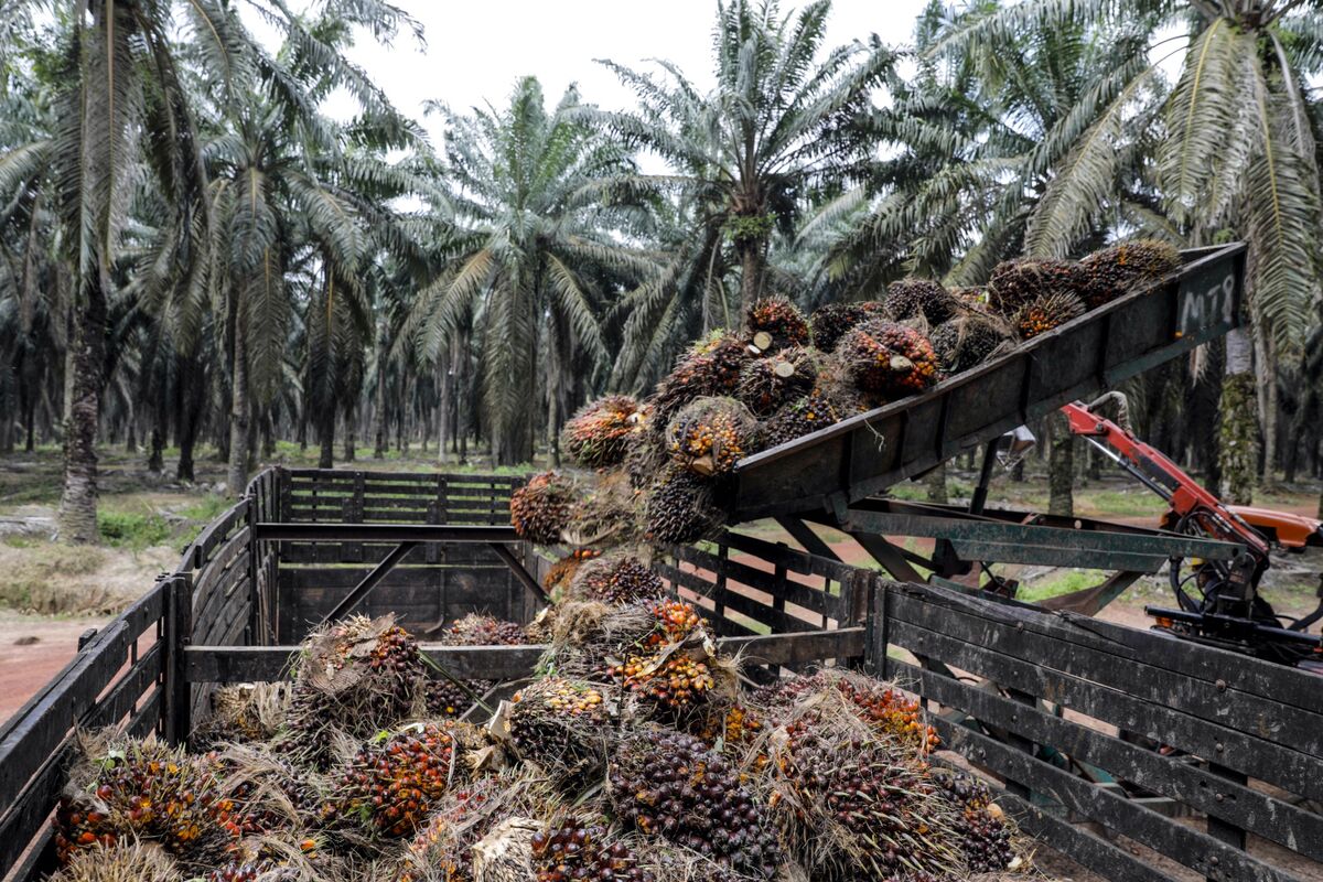 Indonesia’s Palm Oil Reserves Seen Slumping to 16Month Low Bloomberg