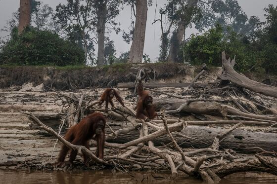 The CEO Trying to Fix Palm Oil Says He’s No Orangutan Killer
