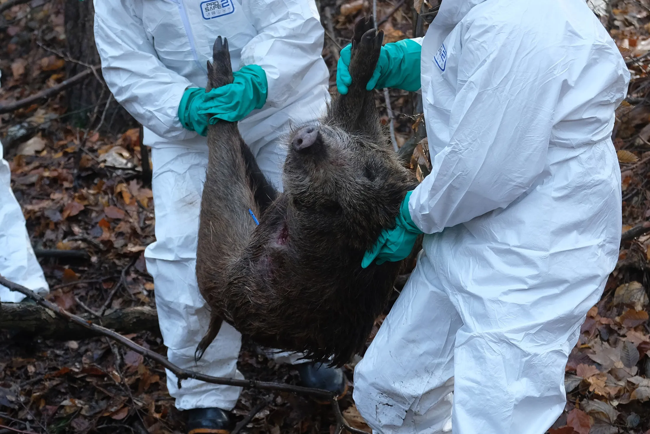 GERMANY-ANIMAL-HEALTH