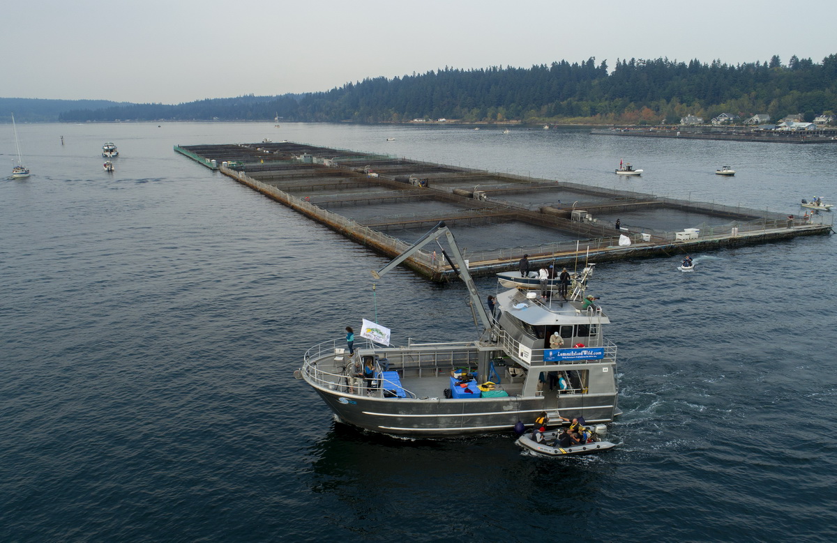 Live tsunami fish take slow boat to Washington state