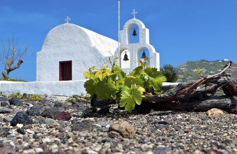 A grape vine struggles through the rocky soil on Santorini.
