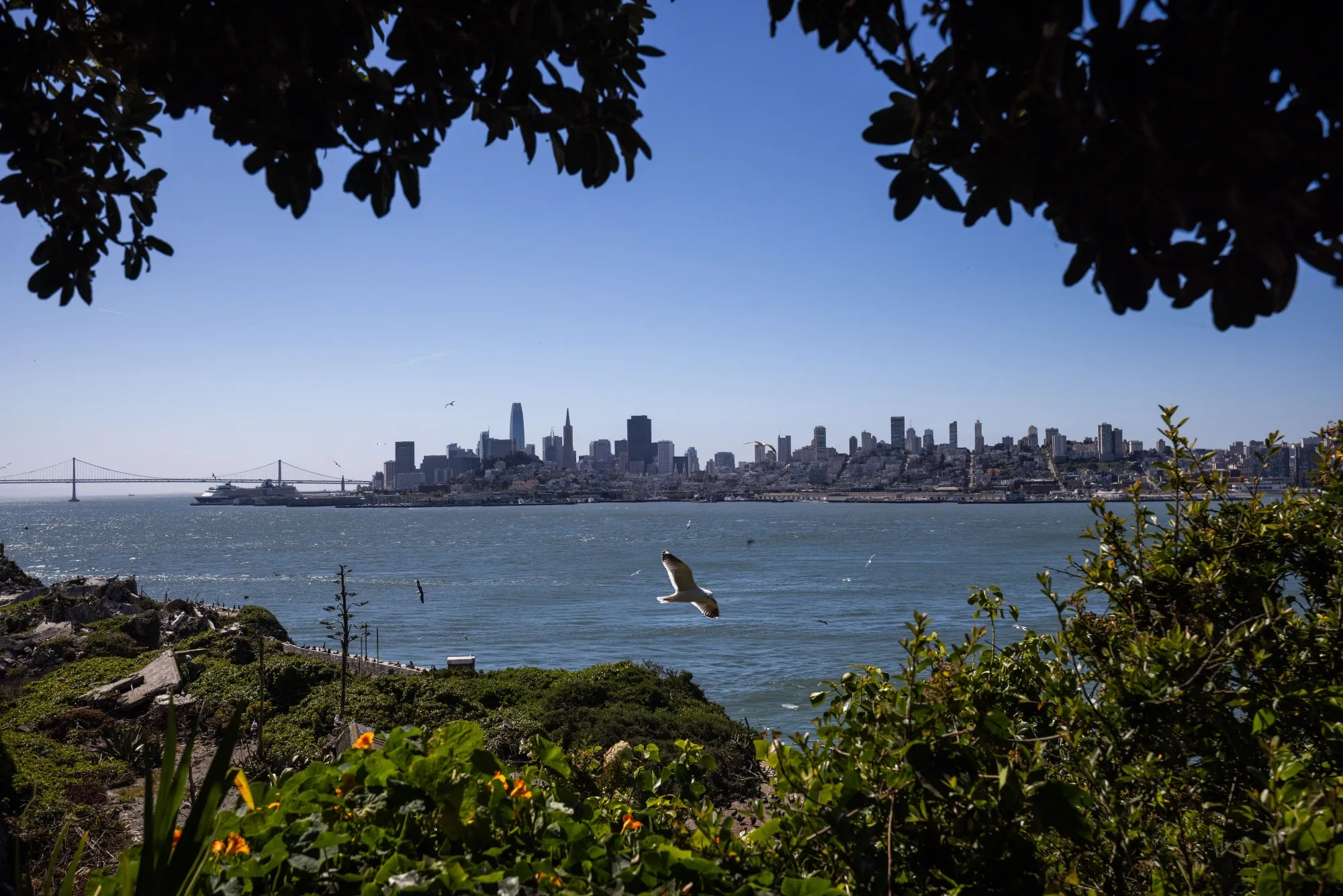 Skyline of San Francisco, home of the annual JPMorgan health-care conference. 