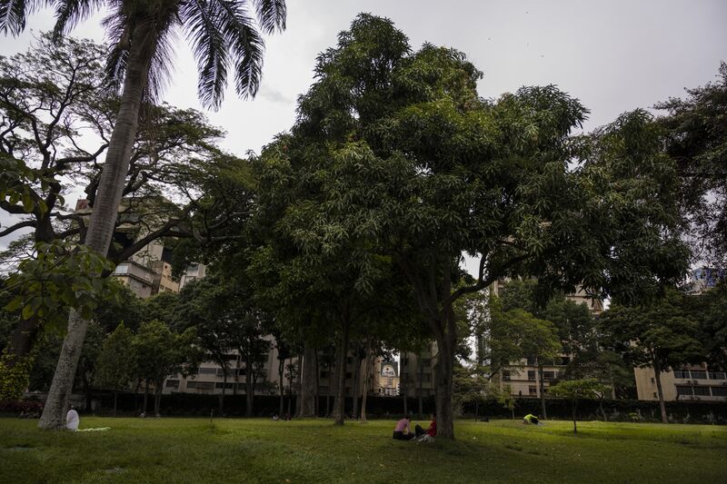Life in Caracas: Mango Season a Much-Needed Relief Amid Chaos