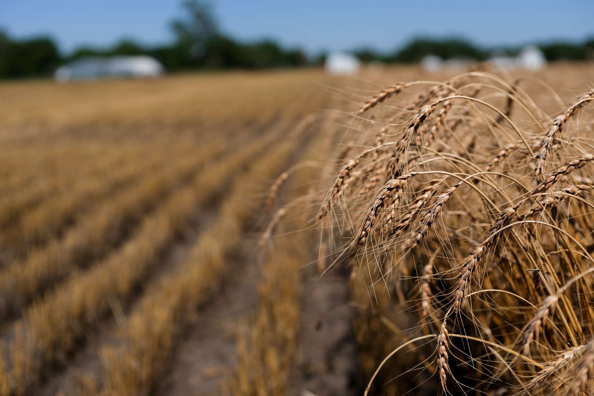 Wheat grows in a field in Culver, Kansas, US, on Wednesday, June 29, 2022. Crop futures sank in the US, with wheat closing the week at levels not seen since before Russia’s invasion of Ukraine, as concern mounts that a global economic slump might hobble demand for farm commodities.