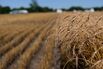A Wheat Harvest As Crop Futures Sink To Pre-War Levels