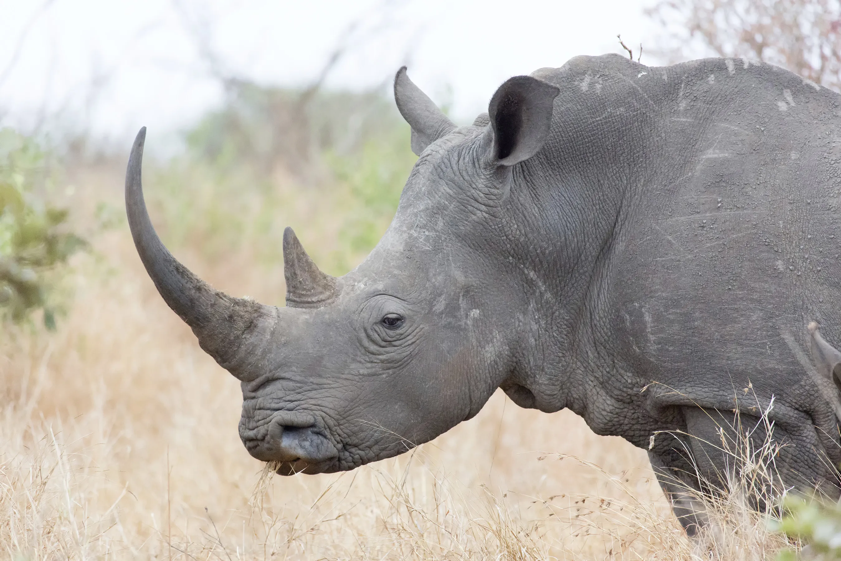 A White Rhino Stands in Kruger National Park
