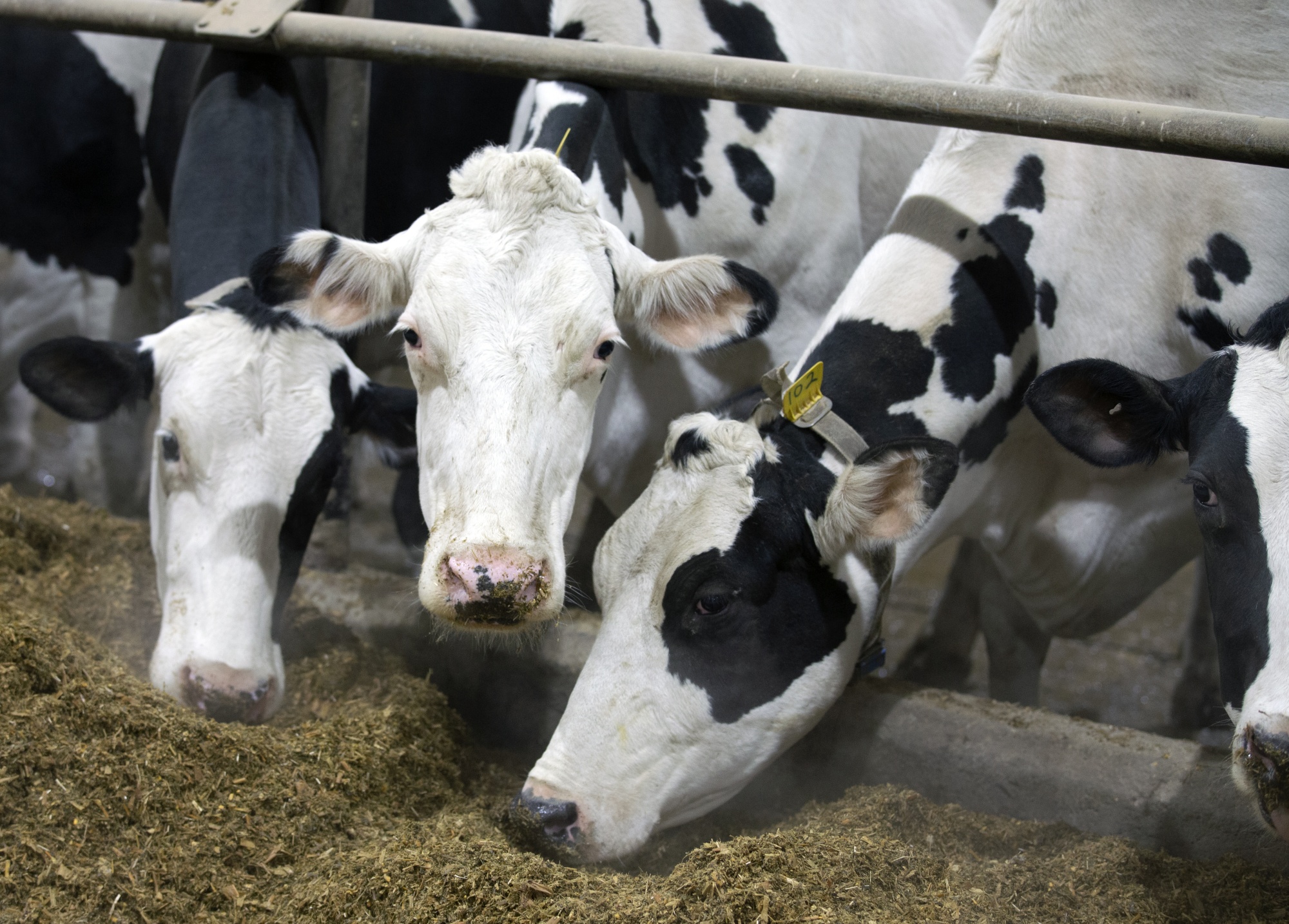 Holstein Canada: About Us - The Canadian Dairy Industry