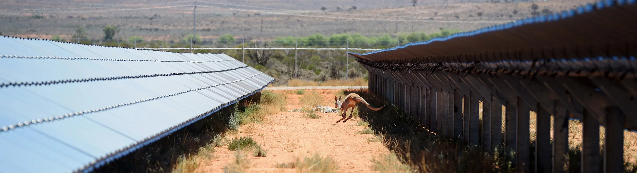 A kangaroo hops between rows of solar panels at the Broken Hill Solar Plant, operated by AGL Energy Ltd. and constructed by First Solar Inc., in Broken Hill, Australia, on Wednesday, Dec. 9, 2015. Broken Hill spawned the world's largest mining company and generated more than $75 billion in wealth. Now as its minerals ebb, Australia's longest-lived mining city is looking to tap a more abundant resource.