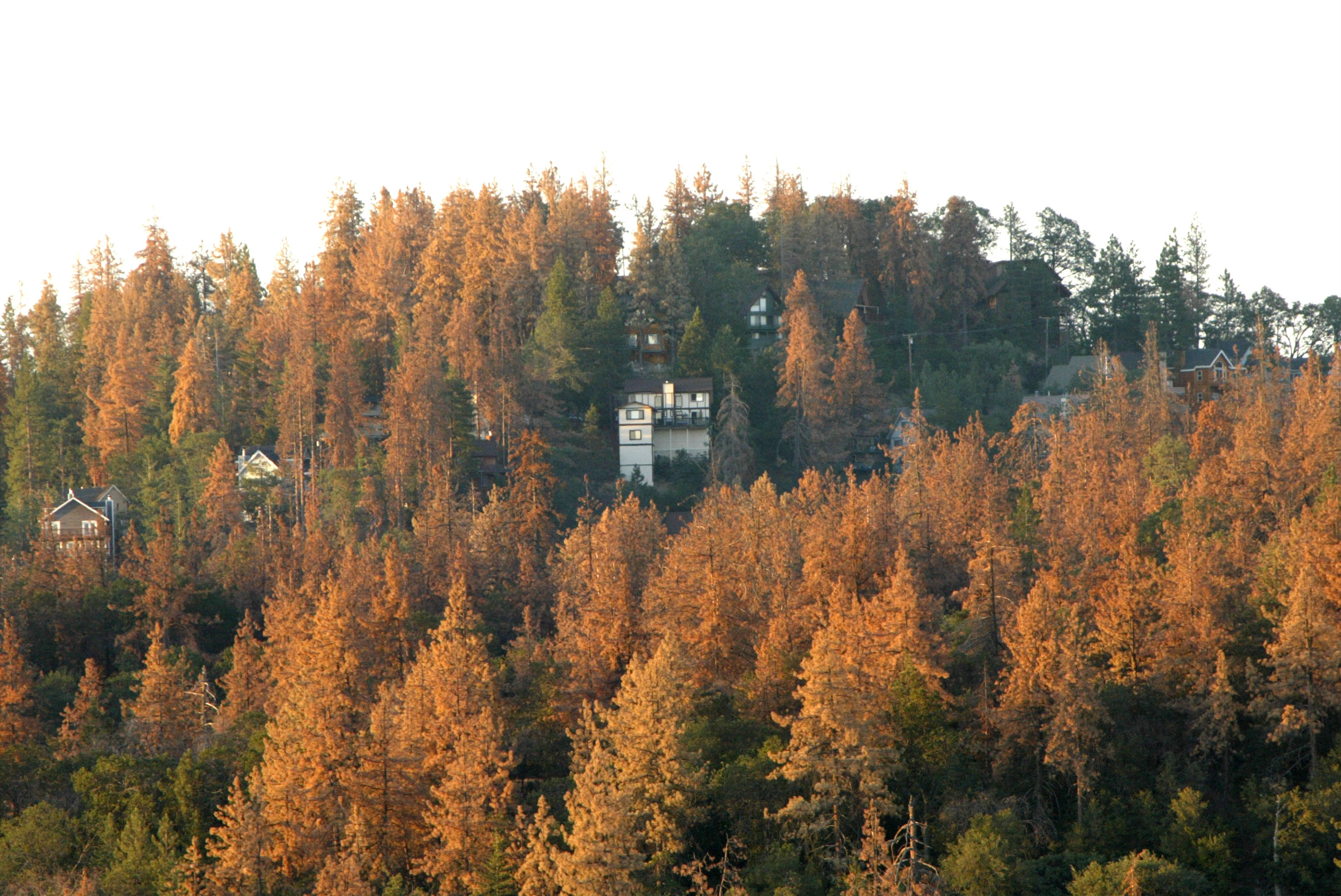 Drought leaves forests vulnerable to bark beetles.
