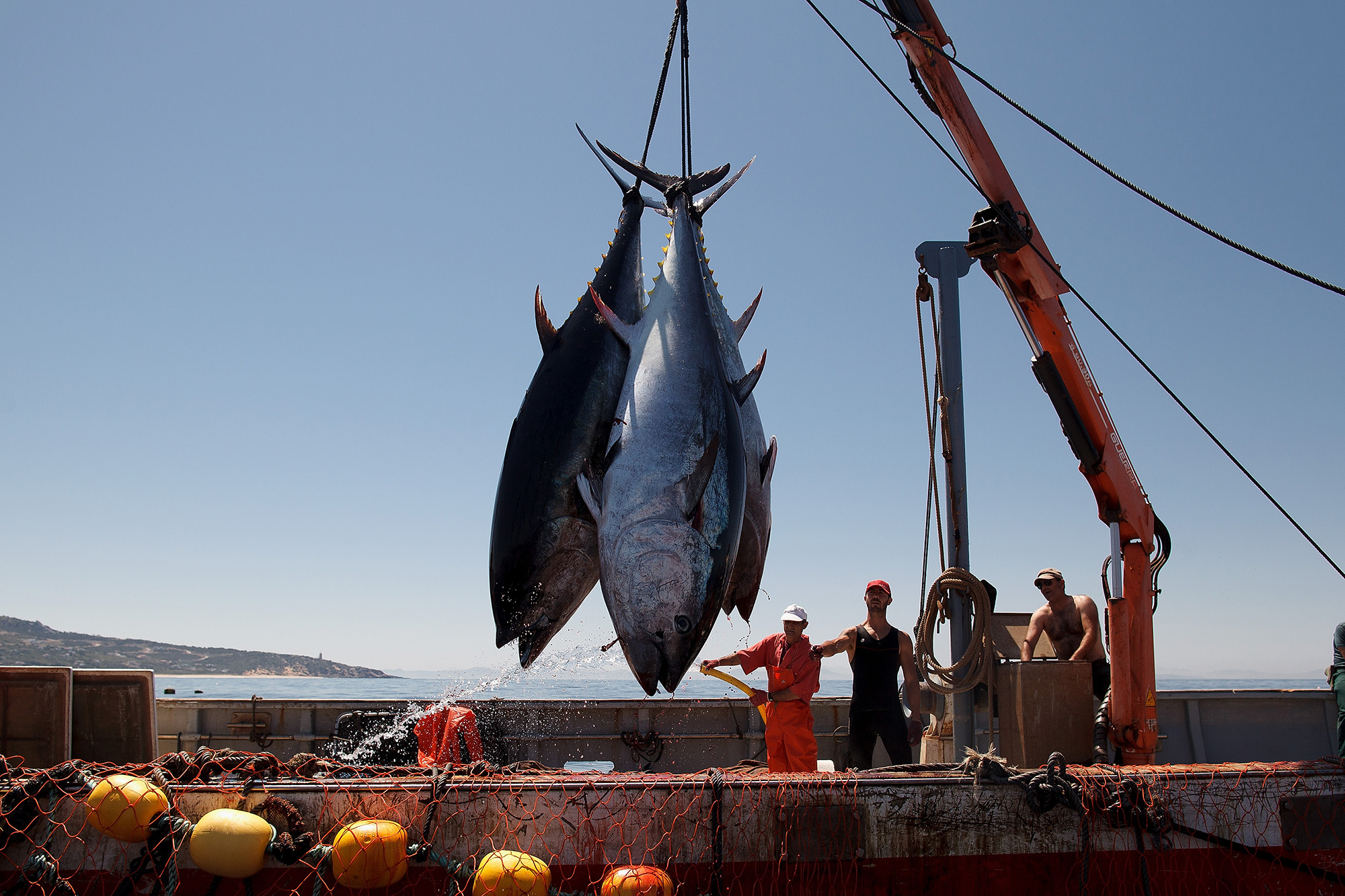 Atlantic Bluefin Tuna Caught Snacking on Salmon at Norwegian Farm