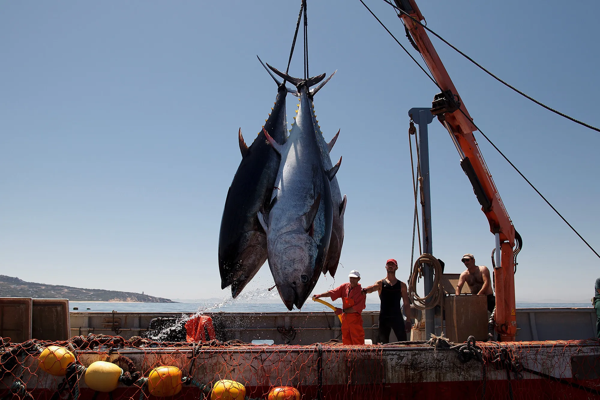 Fishermen lift bluefin tuna from the water near the Barbate coast,&nbsp;Spain.