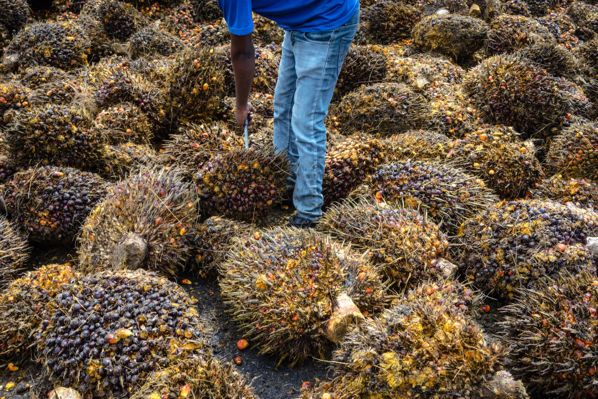 Palm Oil Operations at the United Malacca Bhd. Bukit Senorang Estate