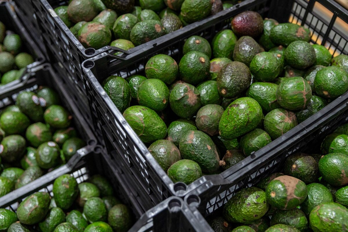 Mexico’s Security Troubles Put America’s Avocados at Risk