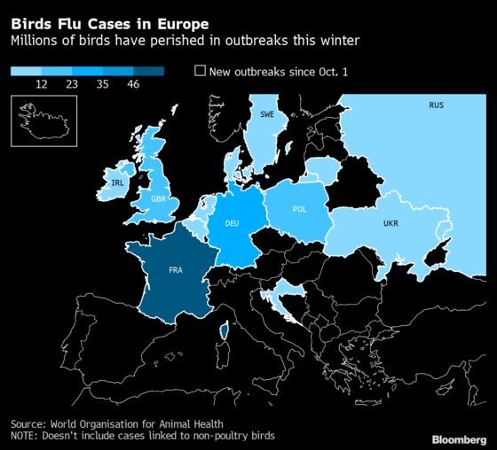 Bird Flu Hits Foie Gras Farmers as Lethal Strains Sweep Europe