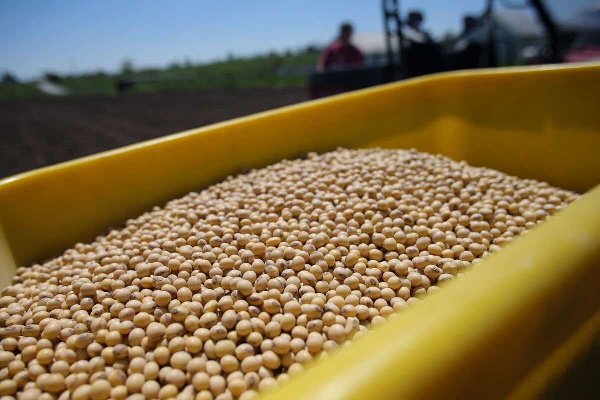Soy Eases With Rains Helping US Fields After Conditions Weaken