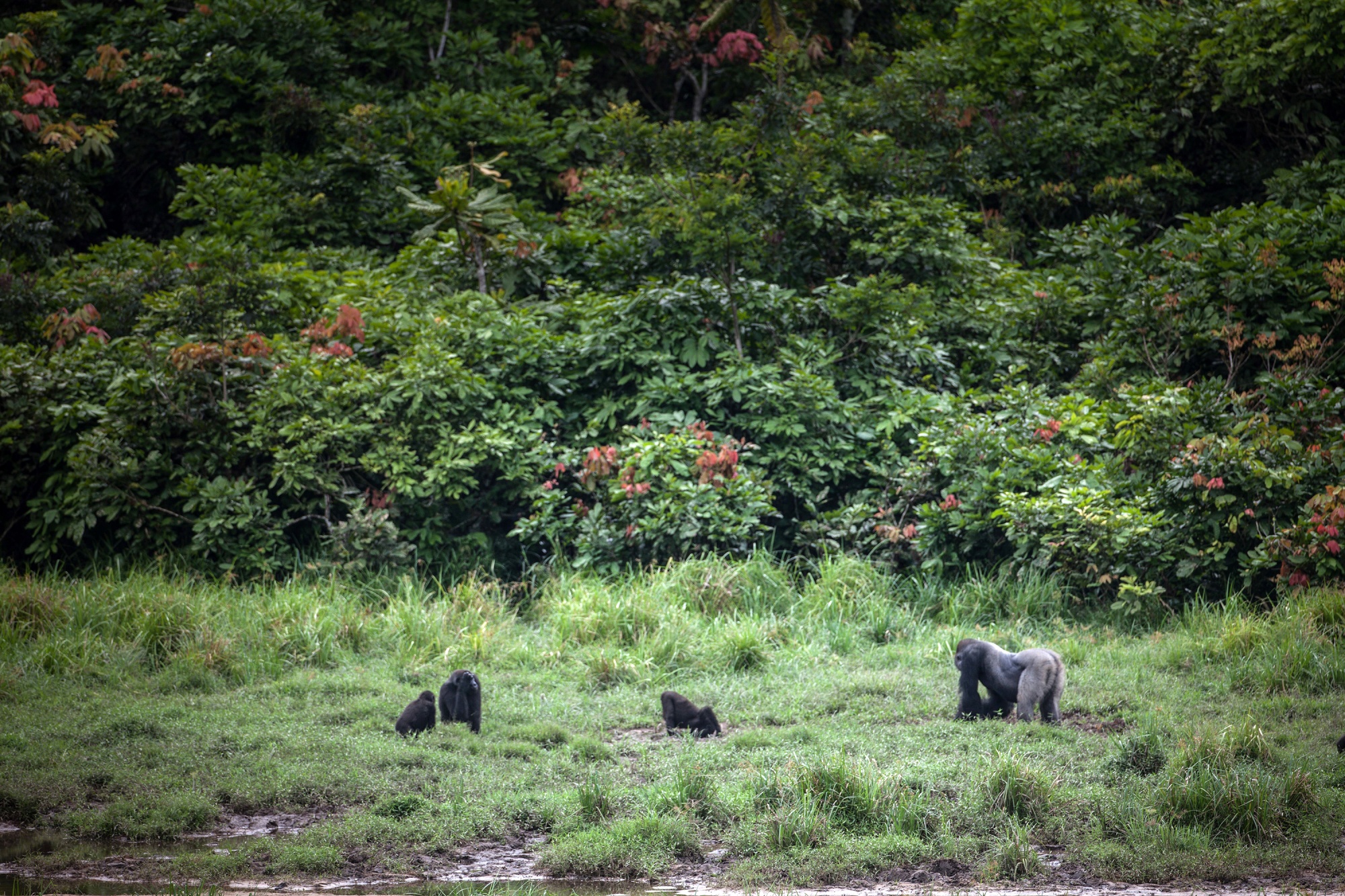 Next Africa As Climate Change Hits The Continent Gabon Profits    1x 1 