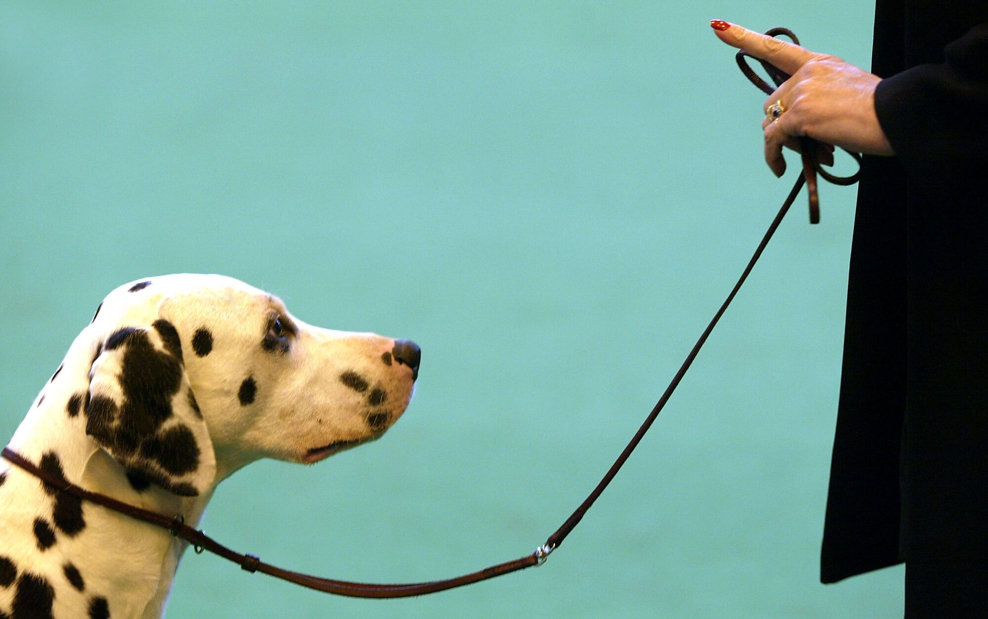 Why Is There a Leash Law? Rules for Dogs Tell Us About Ourselves