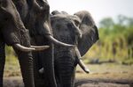 Elephants in this Nov. 18, 2012 file photo in Hwange National Park in Zimbabwe.
