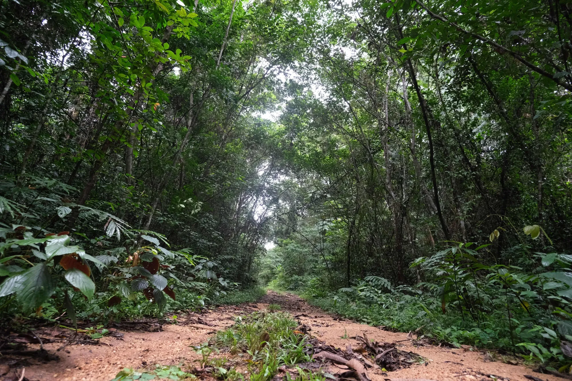 The Oban Biosphere Reserve, in Calabar, Cross River, Nigeria.