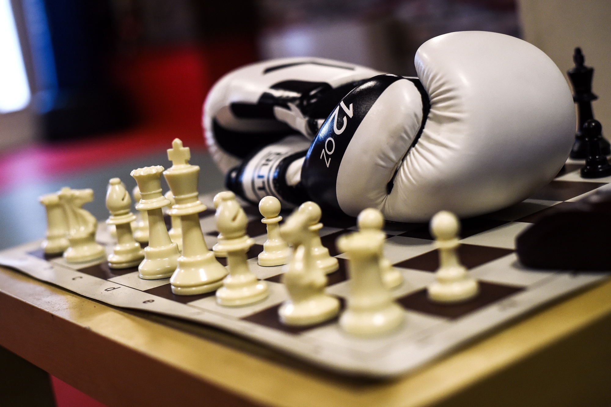 Boxer stuggling with chess game, Stock image