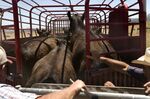 Cattle are rounded up into a trailer to be sold to another ranch in Ramona, California, on June 29, 2012.
