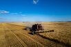 A Wheat Harvest As Analysts See A 6% Rise In Canadian Production