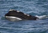 Fishermen Appeal Judge Ruling That Protects Endangered Whale