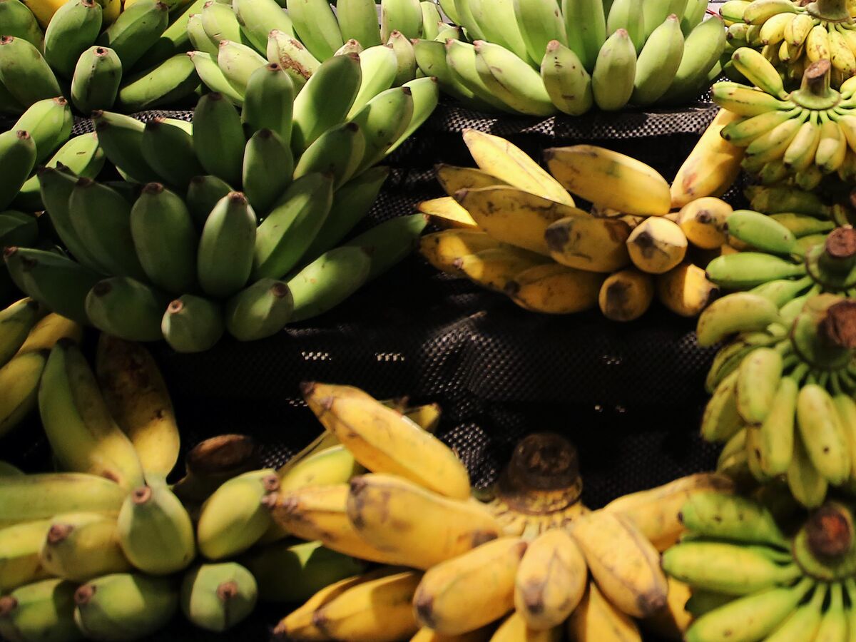 China Bananas Imports Surge to Record Bloomberg