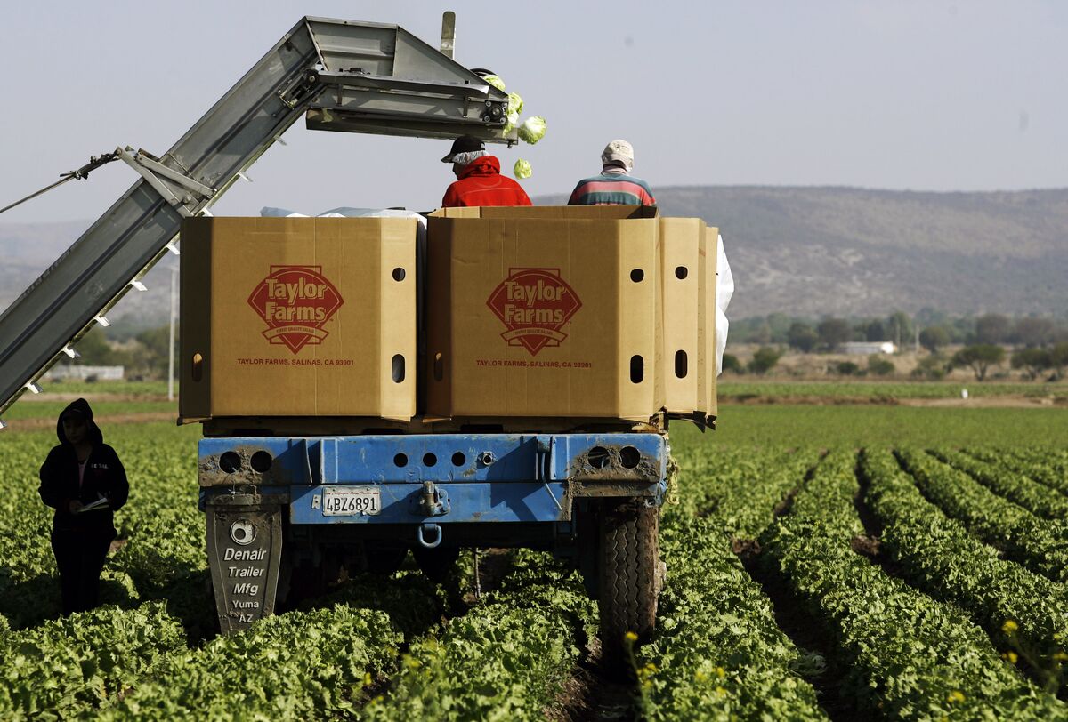 bloomberg.com - Jessica Nix - Lettuce Grower Taylor Farms to Recall Products Tied to Parasite