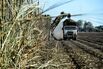 Sugar Cane Harvest and Processing As Global Sugar Prices Reached A Six-Year Low