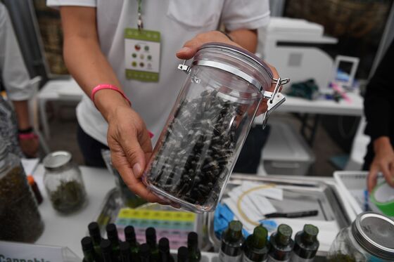 Pot Frenzy Sweeps Thailand as Government Touts Medical Marijuana