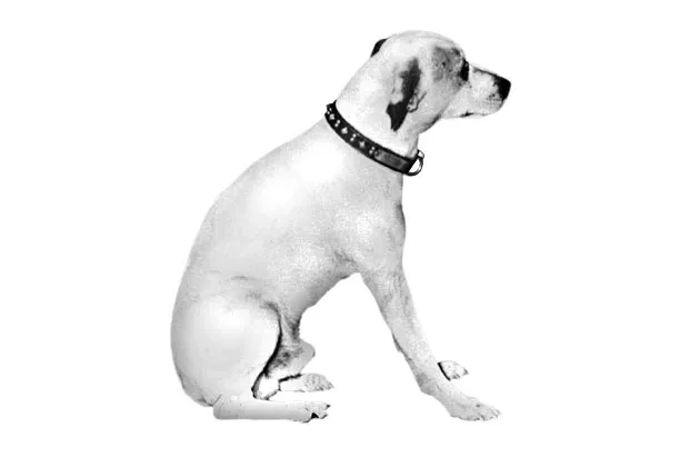 At $78 million, Nipper’s one pricey rescue dog