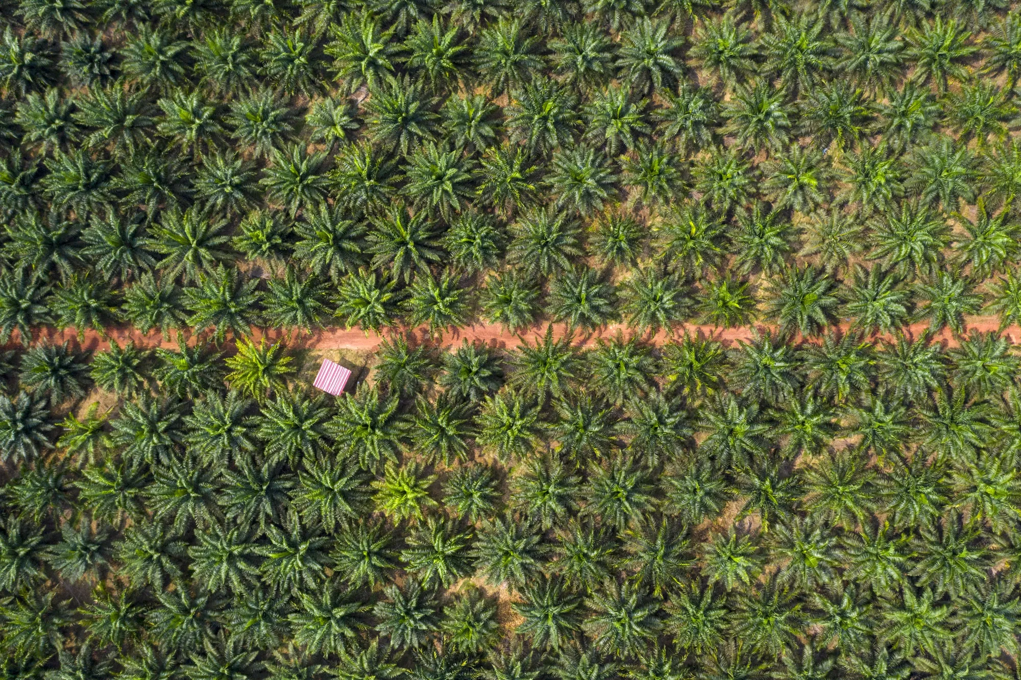 Drones That Do the Work of 500 Farmers Are Transforming Palm Oil