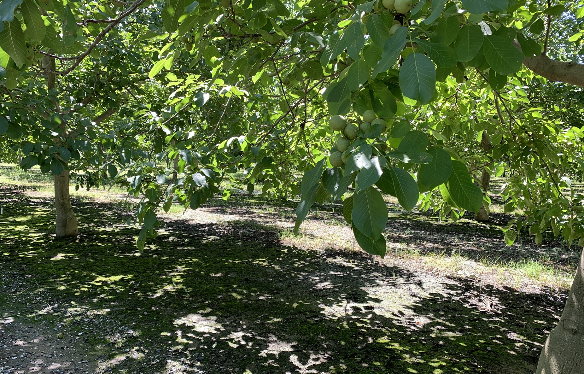 Walnut trees on Carriere Family Farms in California.