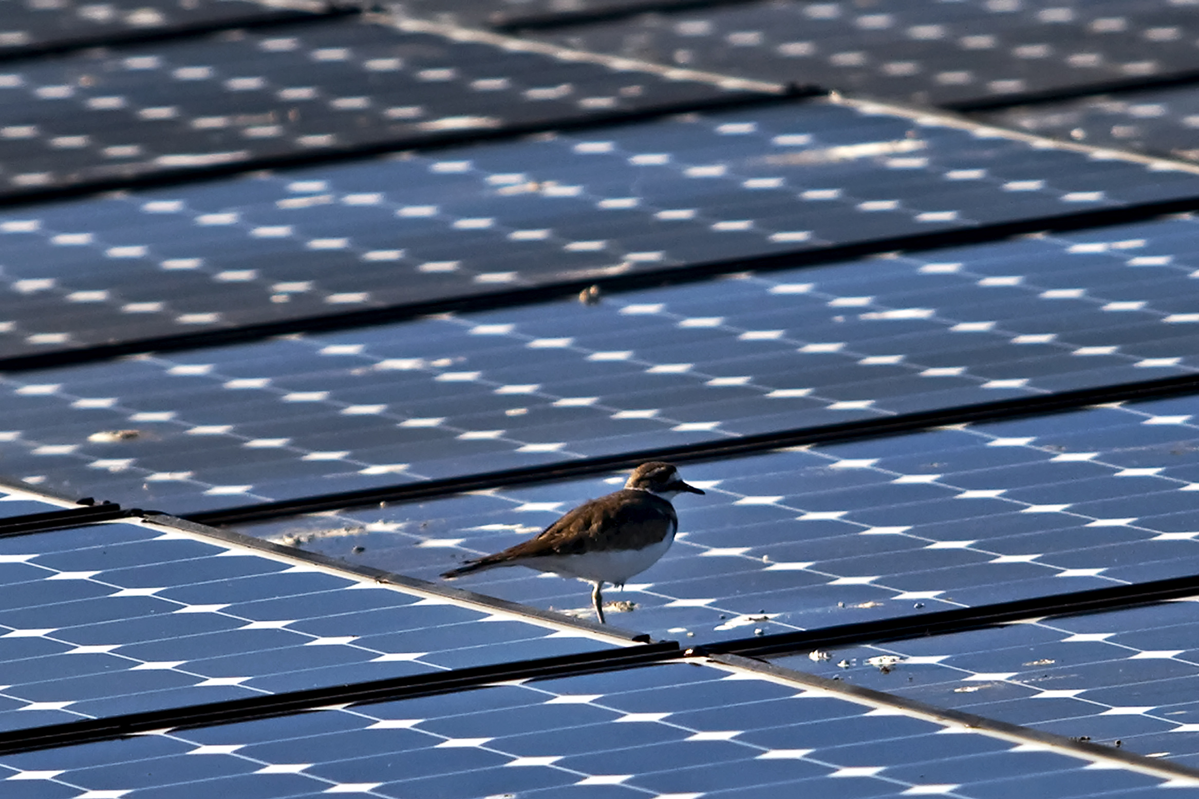 why do solar panels kill birds 
