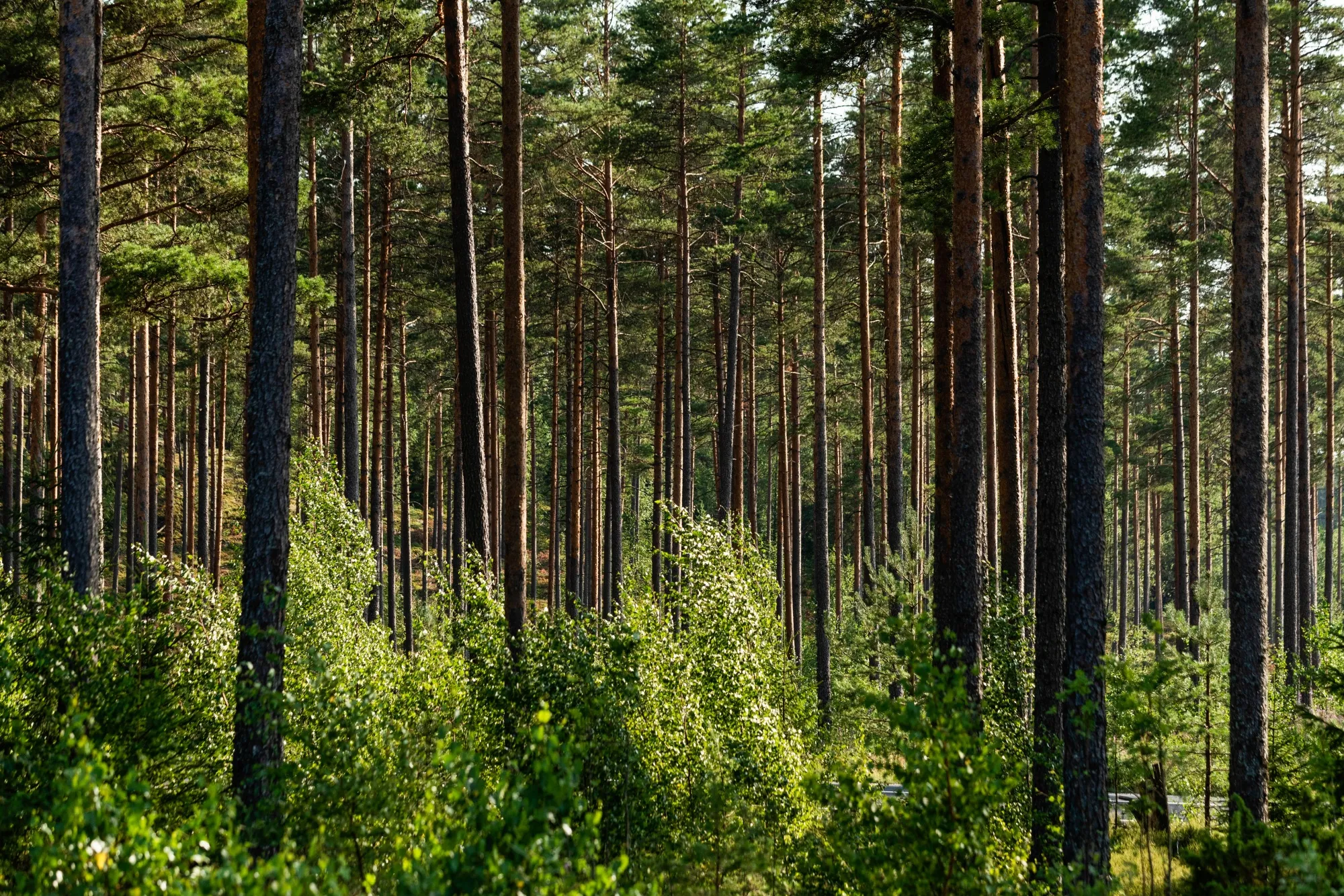Pine Trees In A Forest