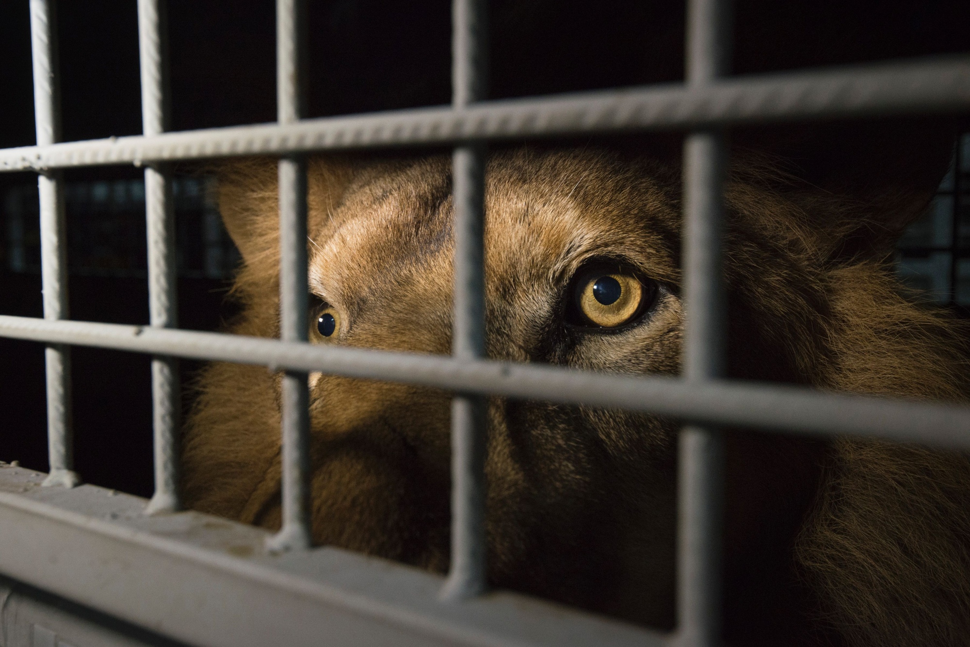 Is It Ethical to Hunt Captive Lions?, Science