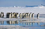 A group of emperor penguins on Snow Hill Island in Antarctica.