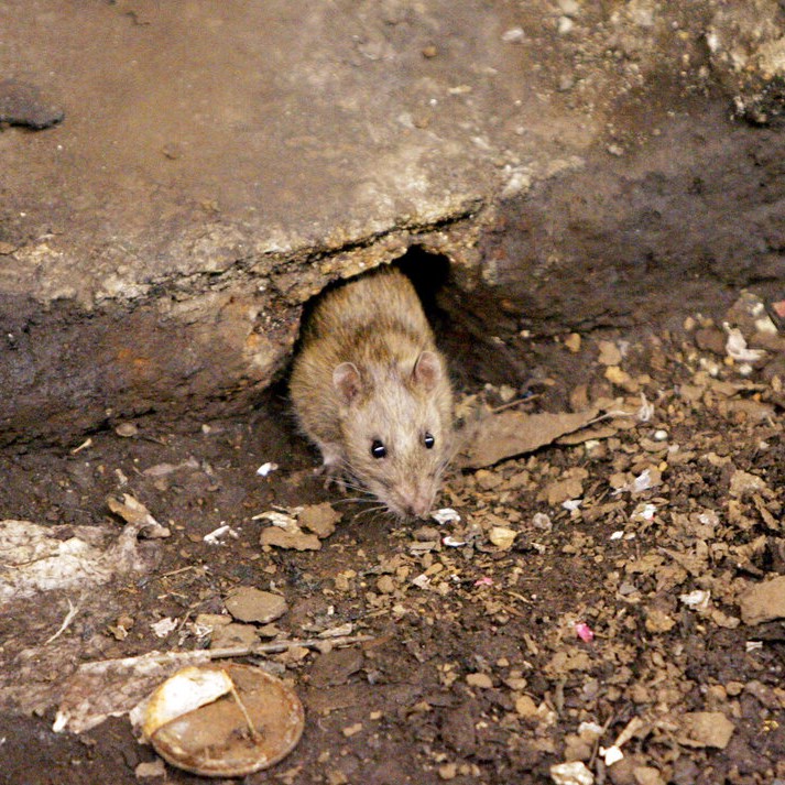 Rats! NYC Mayor Adams unveils latest anti-rodent laws