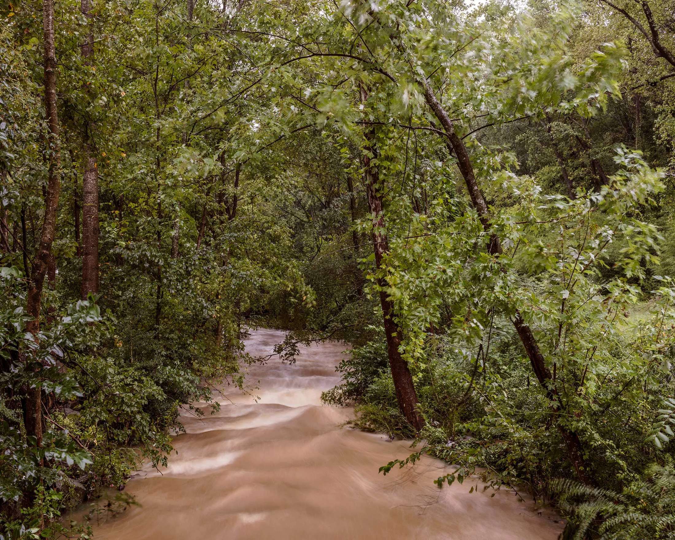 Briar Creek runs through a neighborhood in Charlotte and frequently floods during heavy storms. Several houses in the flood plain have been purchased by the city and demolished.