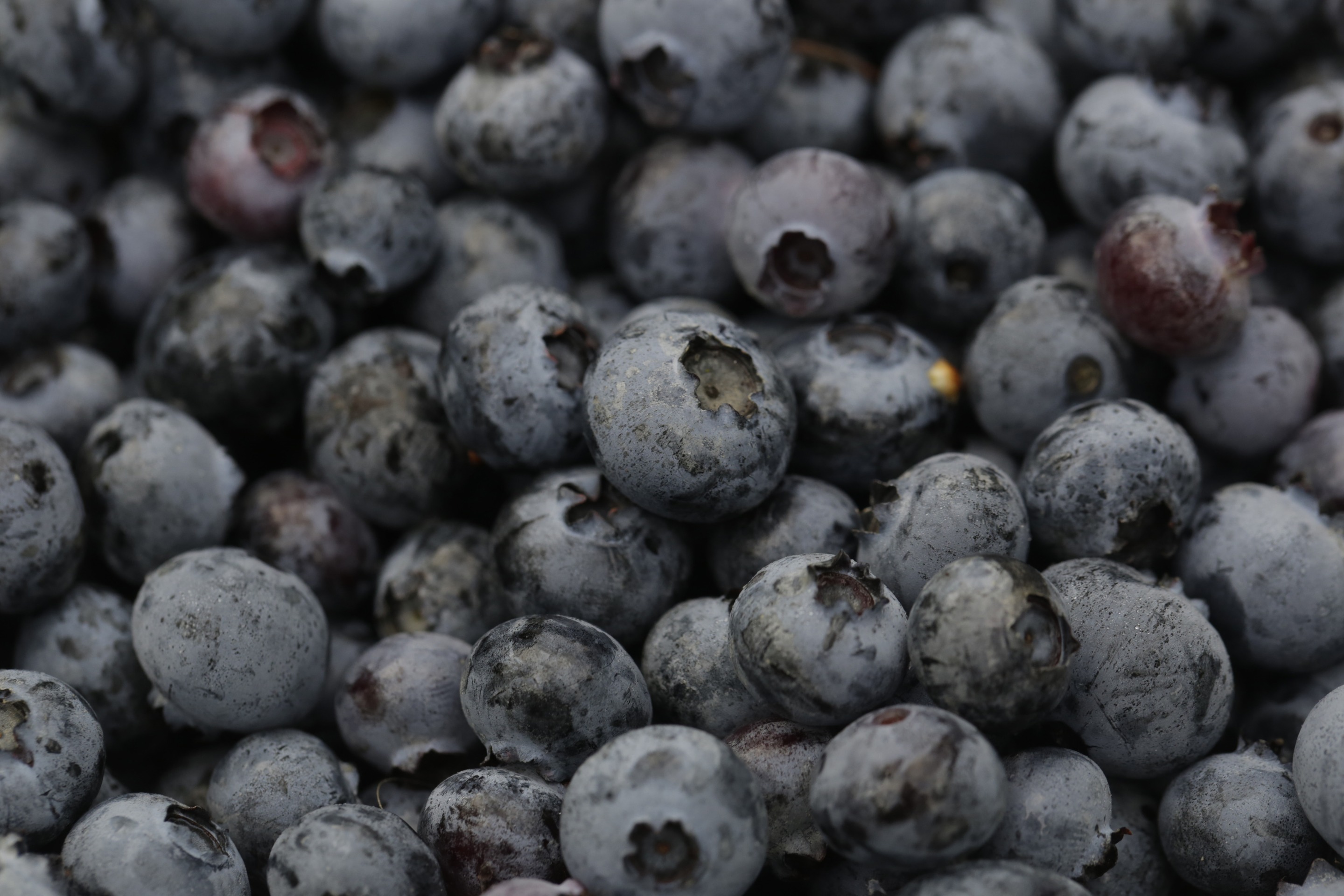 Operations During A Blueberry Harvest At Hoffman Farms As Prices Rise