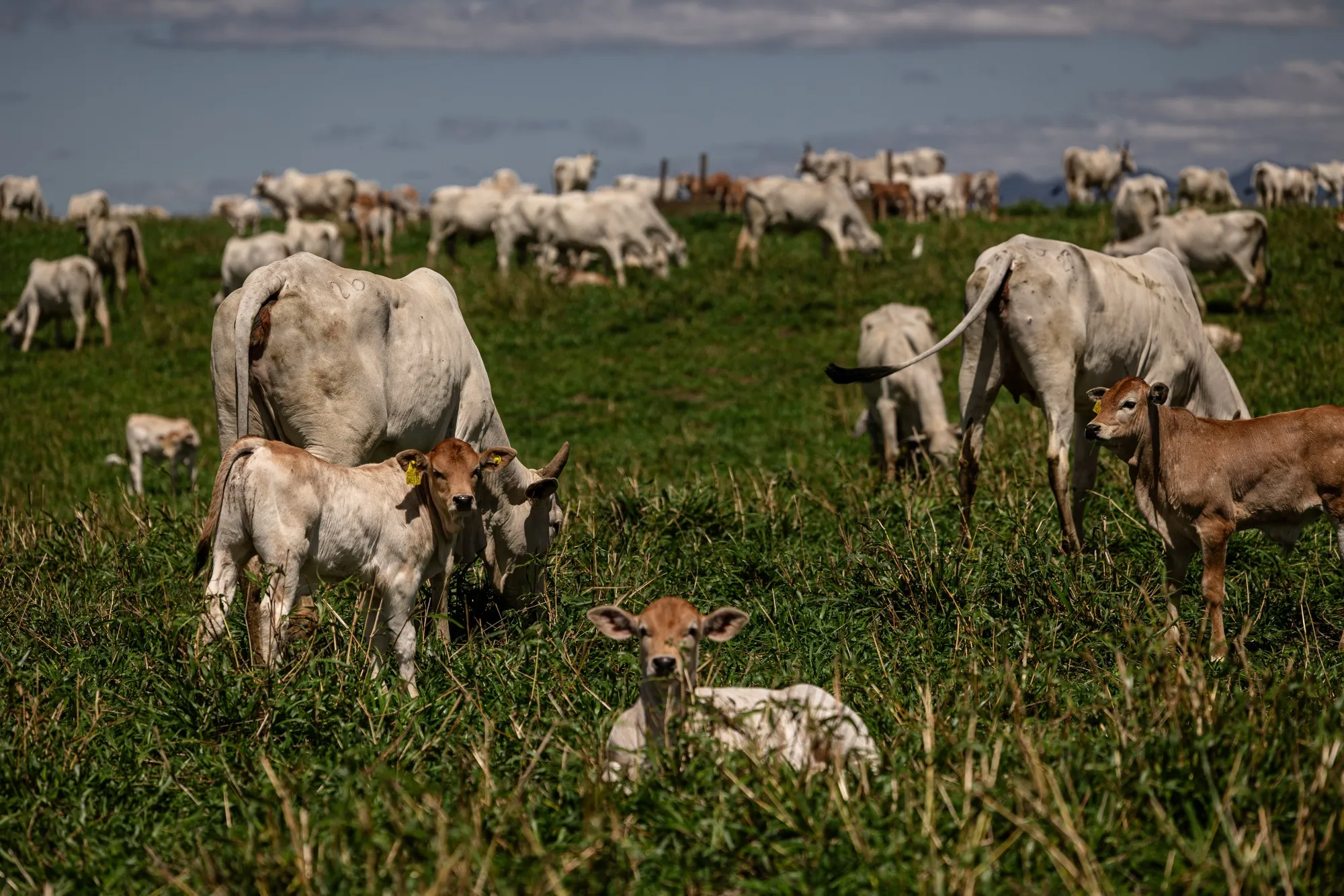 Gado em fazenda em Pindamonhangaba, São Paulo
