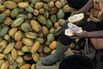 Cocoa Farming as Good Weather Boosts Harvest in Ivory Coast