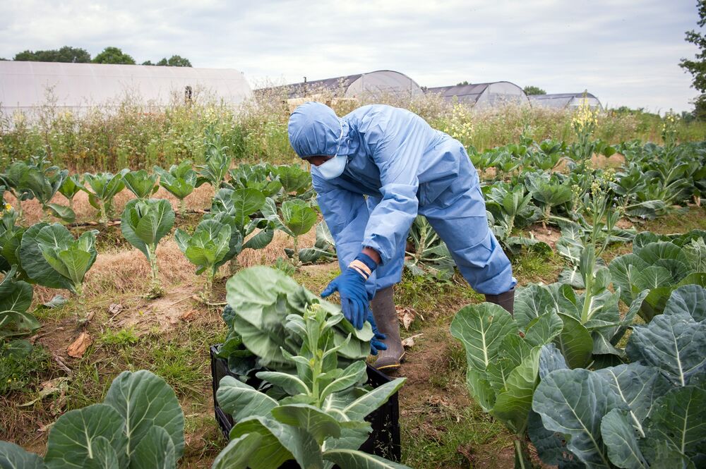 cap payments to farmers