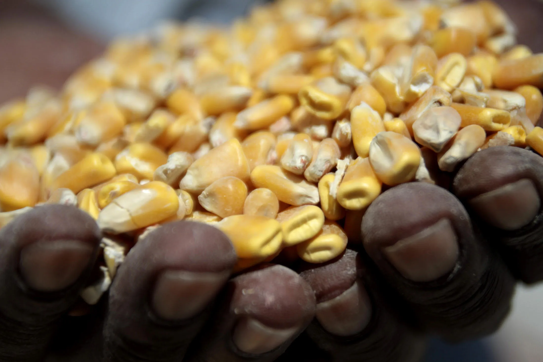An employee holds a handful of corn at the Kaap Agri grain silo Klipheuwel, near Cape Town, South Africa, on Friday, Feb. 11, 2011. Corn advanced in South Africa, the continentÕs largest producer of the grain, as prices rose in the U.S., which competes for African export markets.

