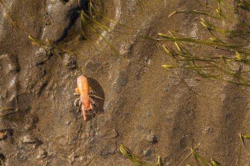 The burrowing shrimp is native to Willapa Bay