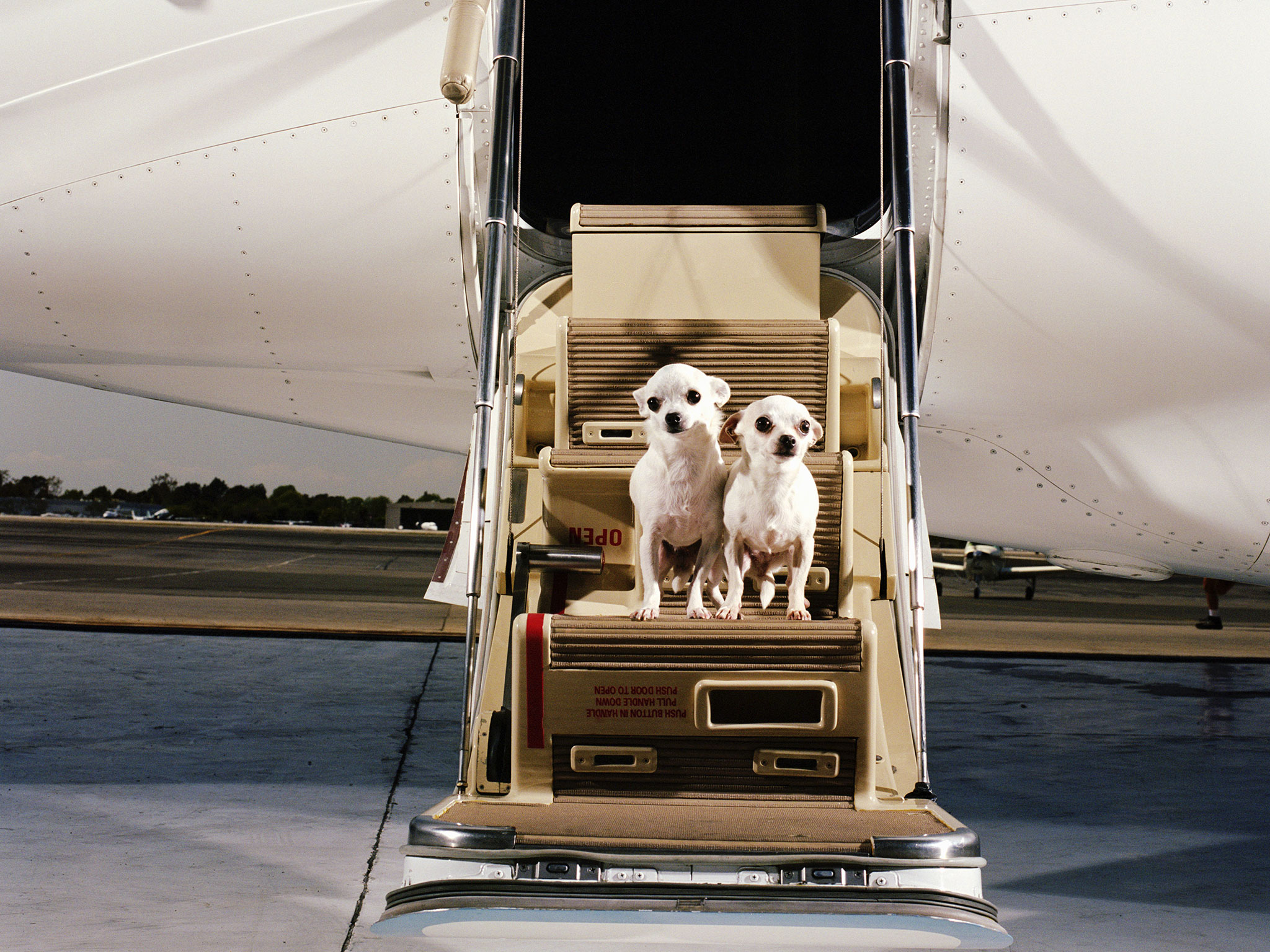 This Is How Many Animals Died on Airlines Last Year Bloomberg