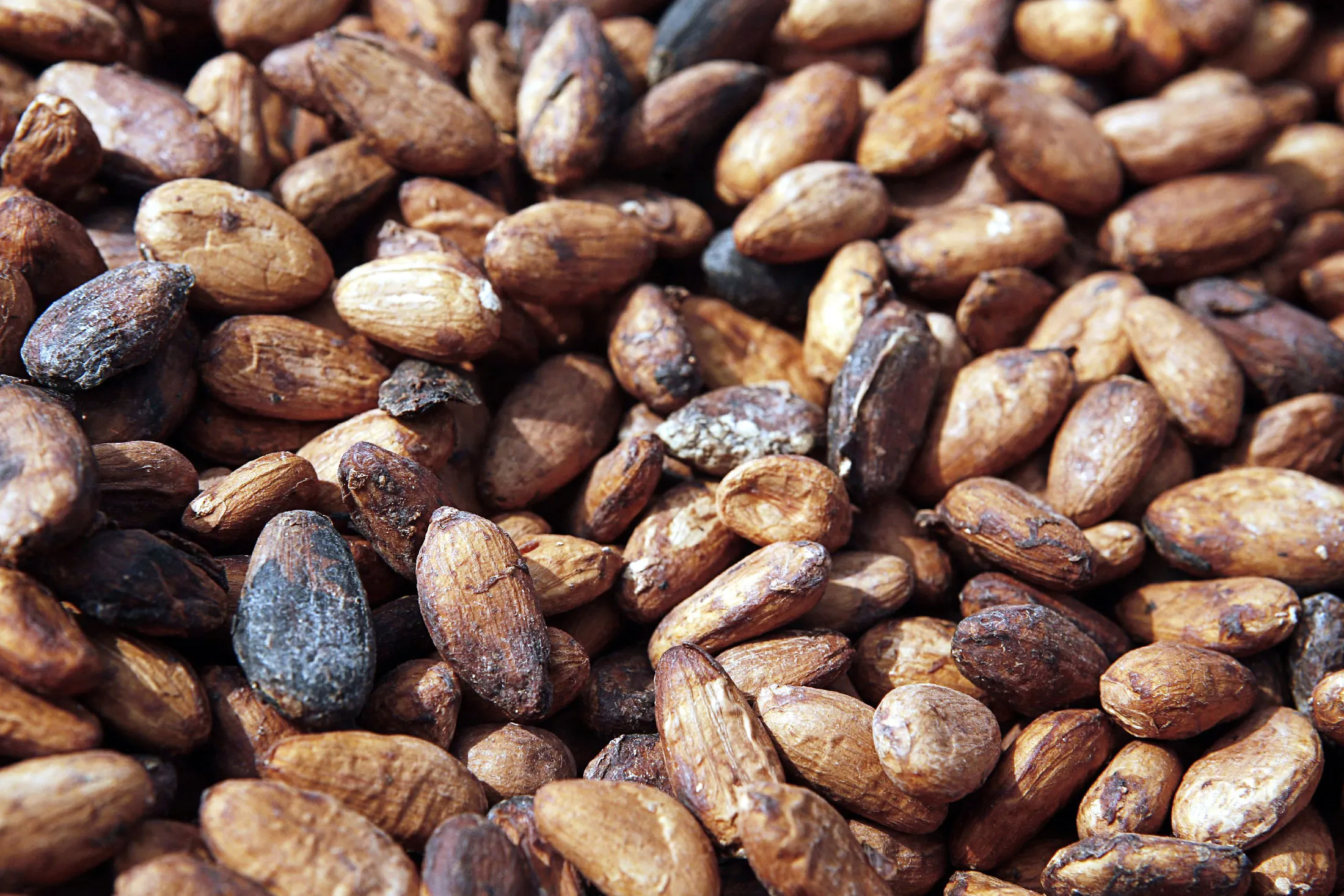 Cocoa beans dry on a table in a village outside of Kumasi, Ghana.
